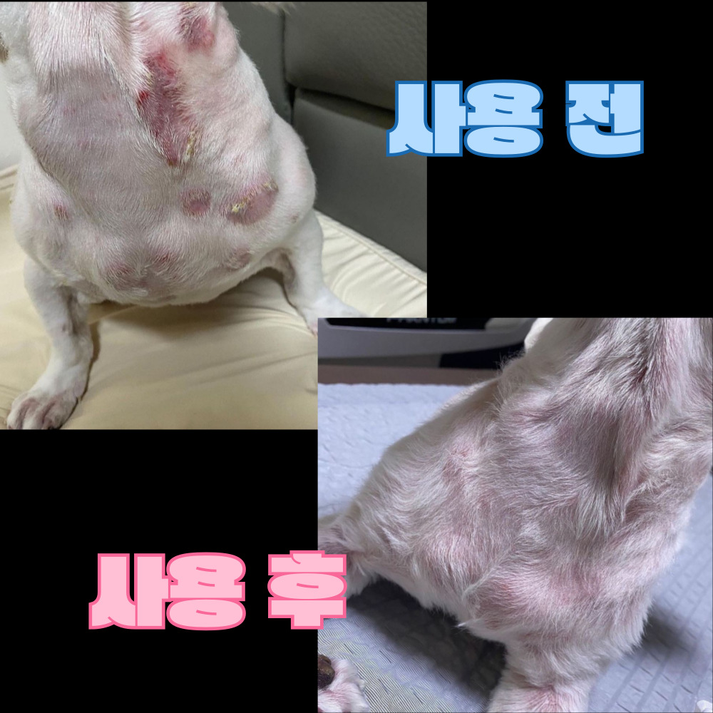 강아지보습 곰팡이 농피증 발사탕 습진 털빠짐 가려움완화 발바닥 갈라짐완화 에센스 100g - 44,100원